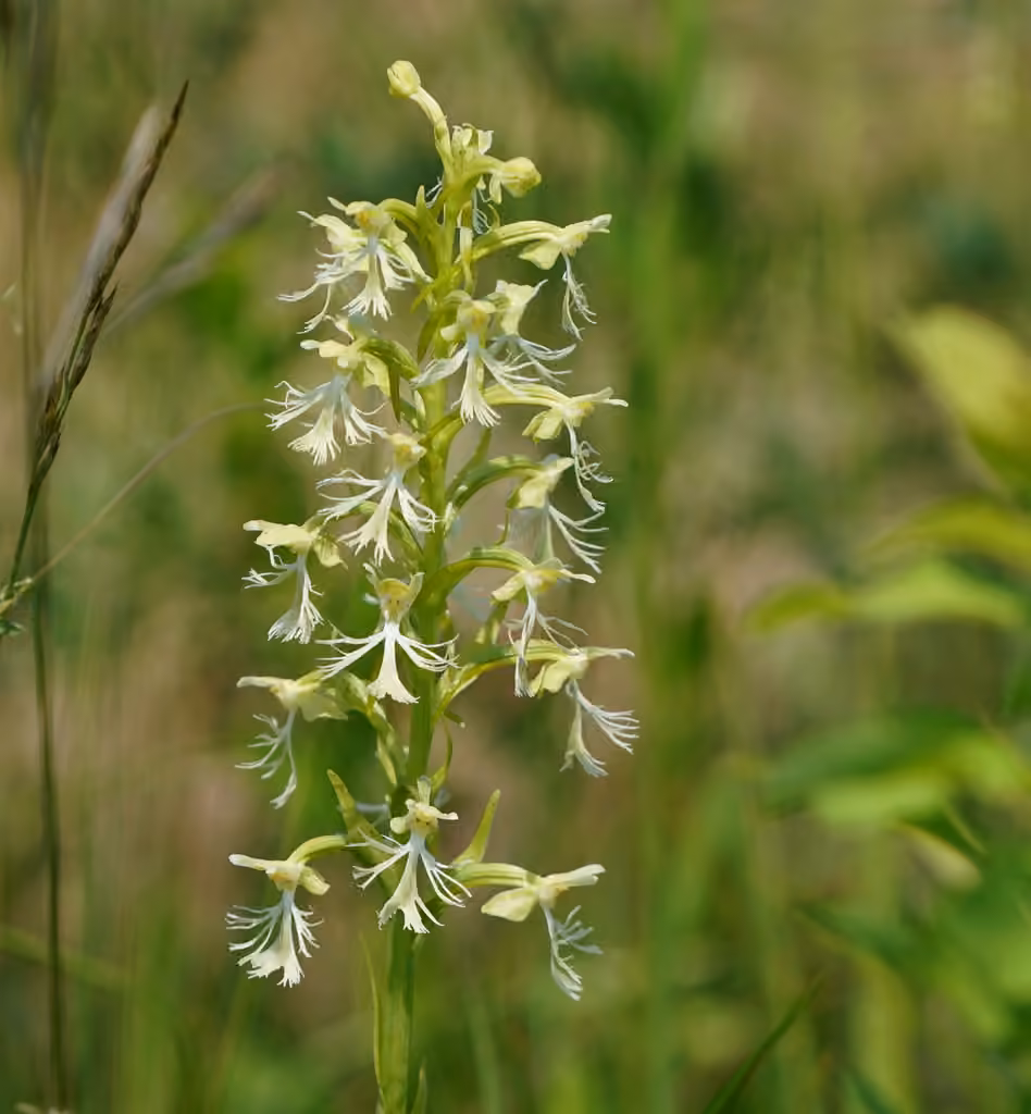 Platanthère lacérée, photo 1 sur 5