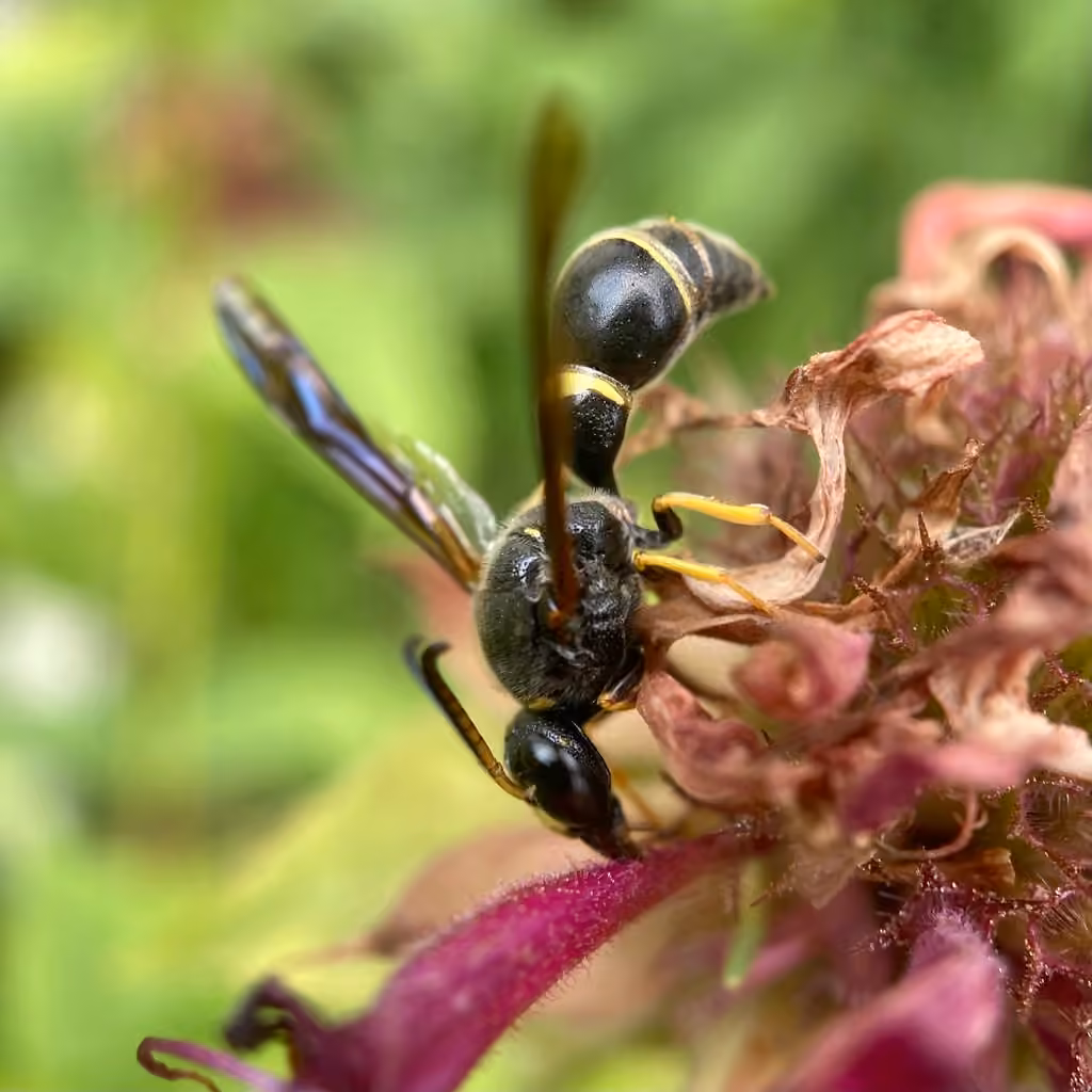 Tapered Mason Wasp, Male