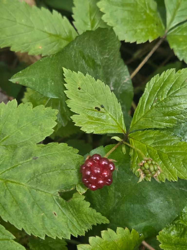Ronce pubescente, En fruits