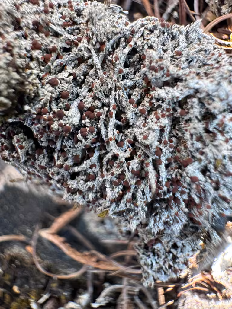 Caloplaque à spores jaunes, photo 2 sur 5