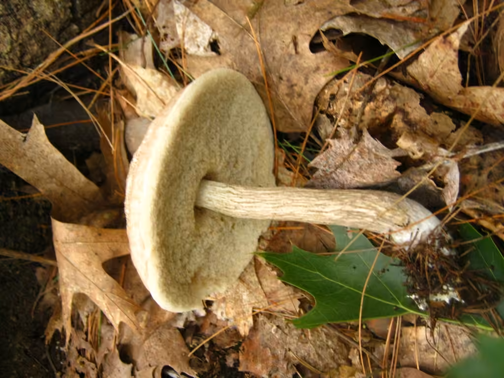 Bolet blanchâtre, photo 3 sur 5
