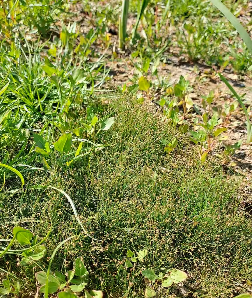 Needle spikerush, Flower buds