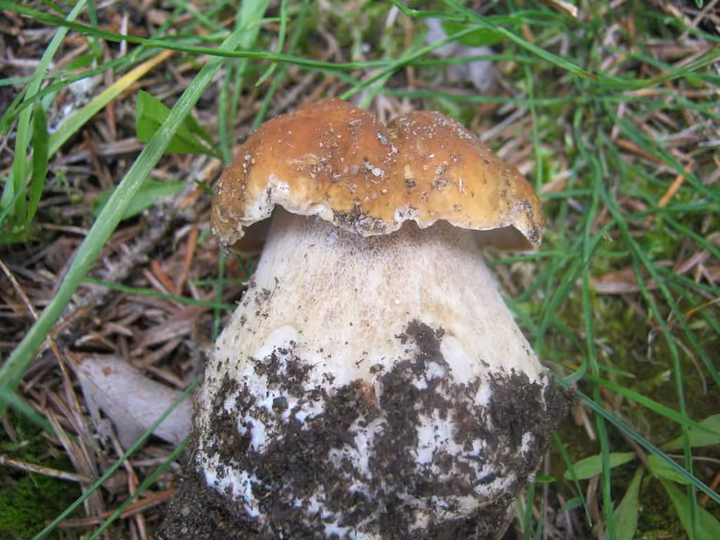 Cèpe d'Amérique, photo 2 sur 5