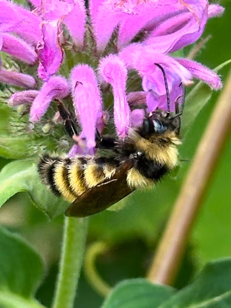 Bourdon boréal, Mâle