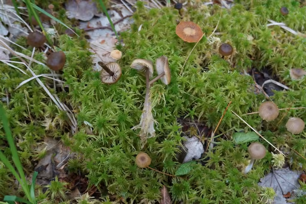 Sphagnum Greyling, photo 1 of 5