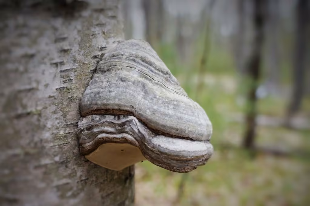 Tinder Polypore, photo 1 sur 5