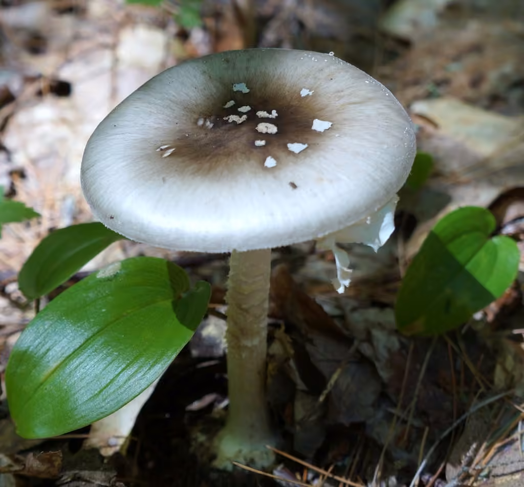 Ball Gown Amanita, photo 1 of 5