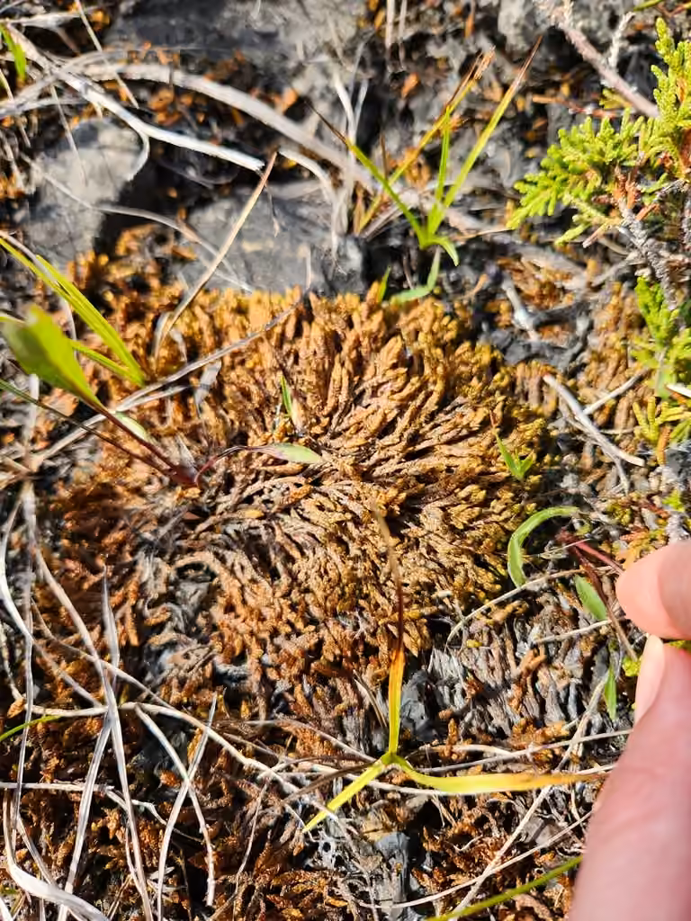 Pseudocalliergon turgescent, photo 3 sur 5