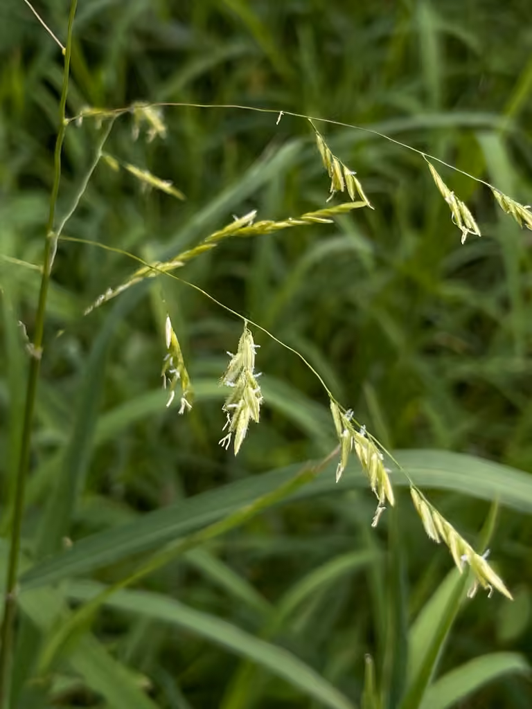Léersie faux-riz, En fleurs