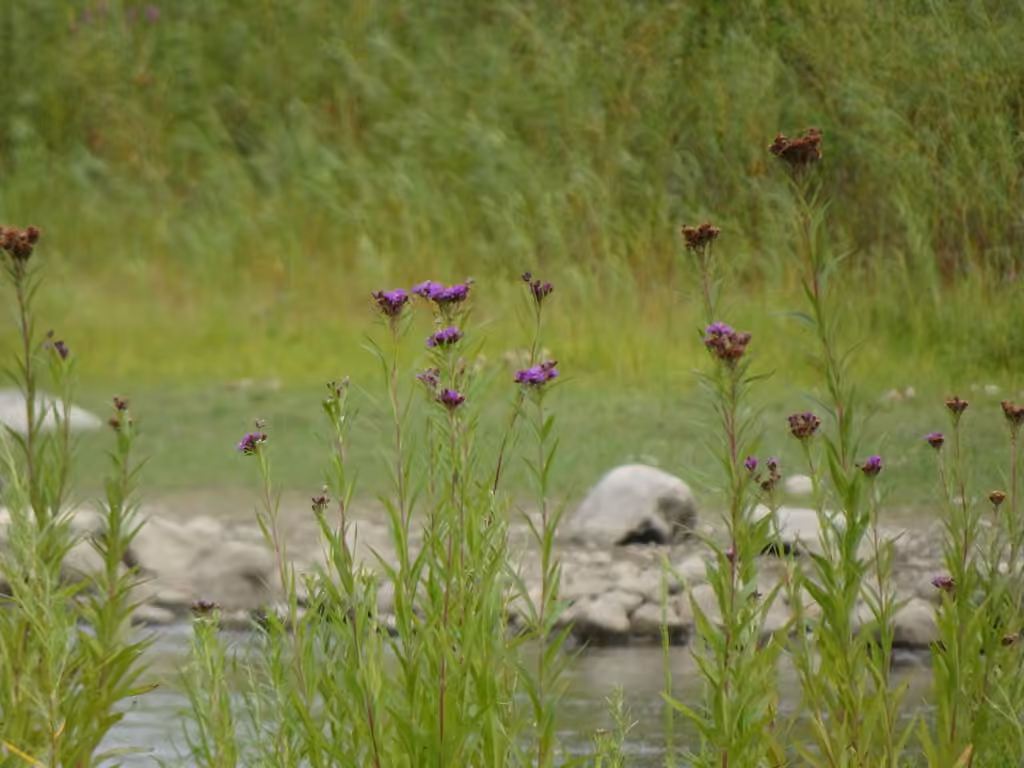 Vernonie fasciculée, En fleurs