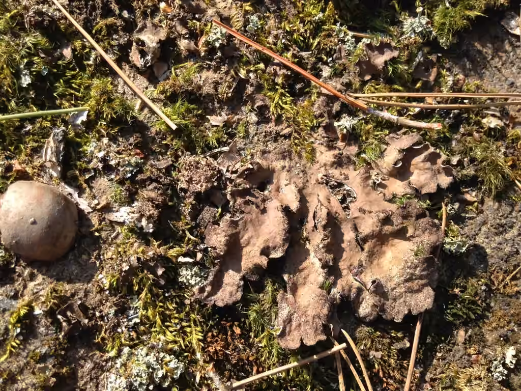 Peltigère d'Evans, photo 2 sur 5