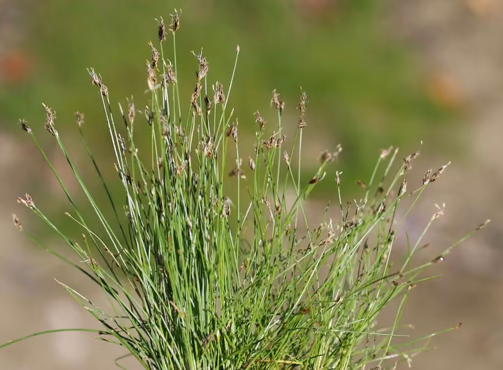 Éléocharide aciculaire