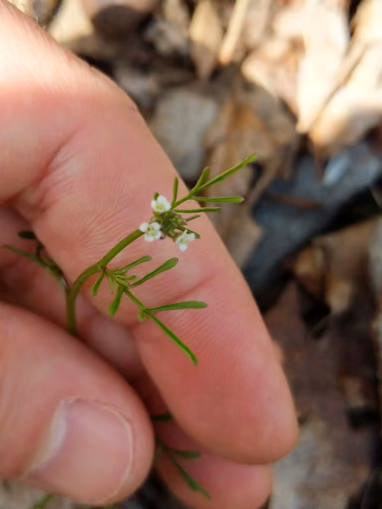 Cardamine à petites fleurs, En fleurs