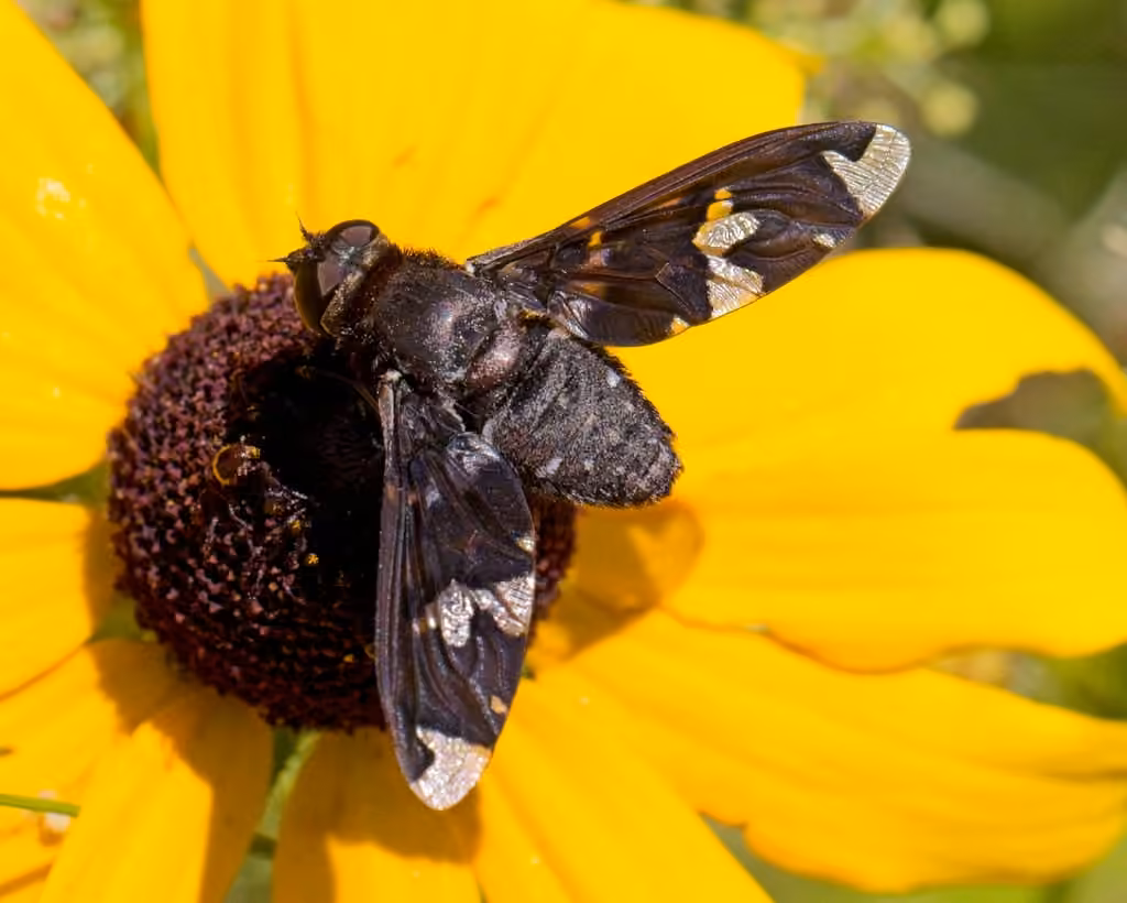 Adorned Bee Fly, photo 3 of 5