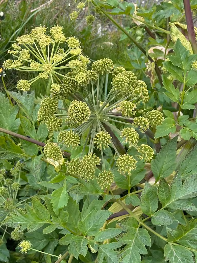 Norwegian angelica, In flower