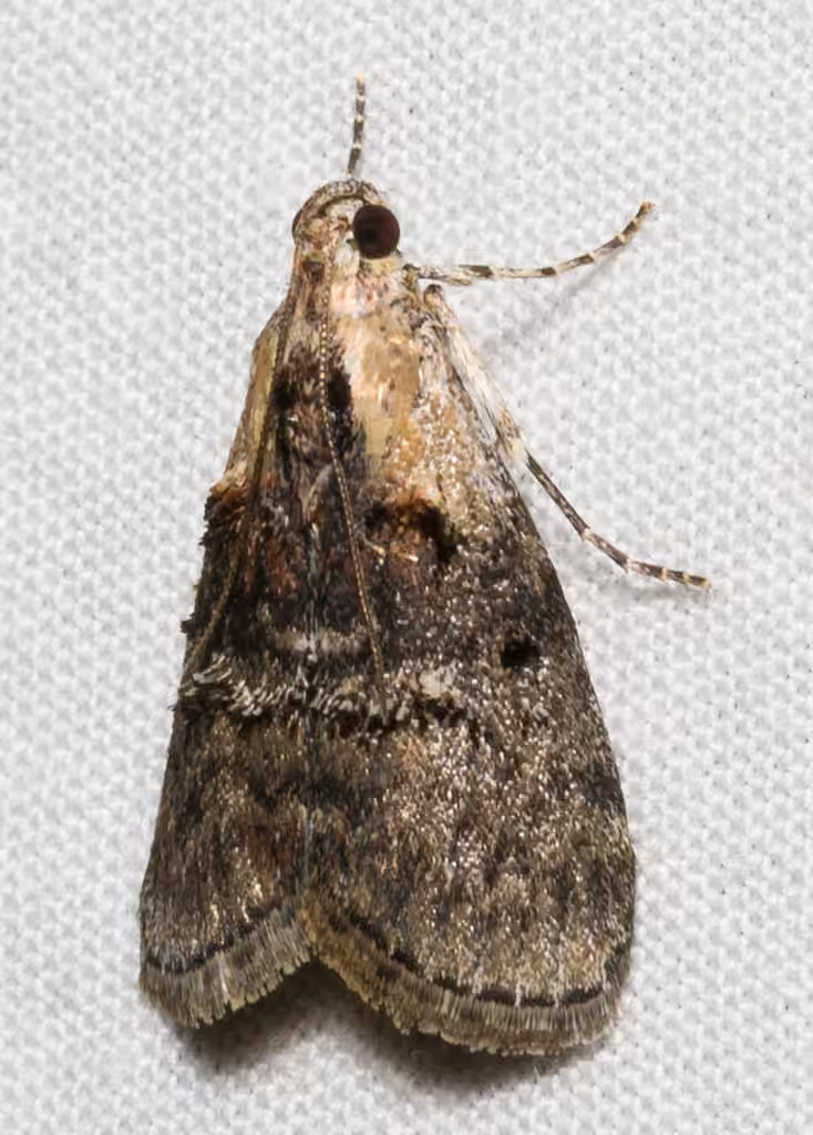 Striped Oak Webworm Moth, photo 3 sur 5