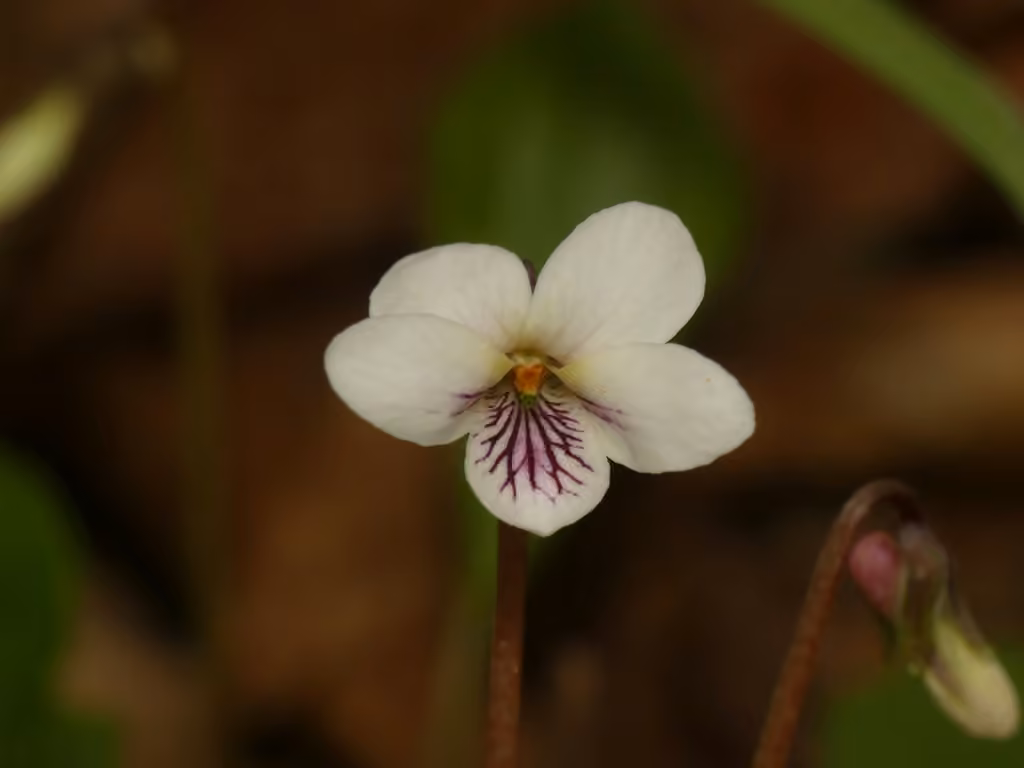 Sweet white violet, photo 1 of 5