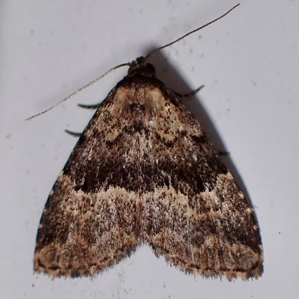 Visitation Moth, photo 2 of 5