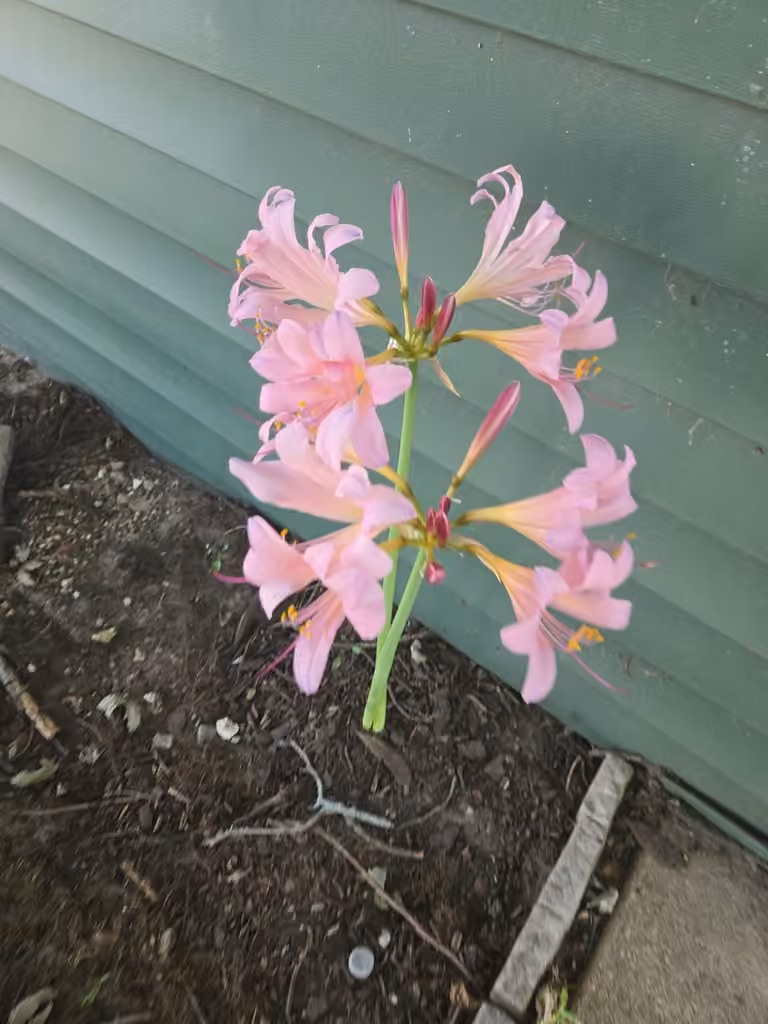 Resurrection lily, En fleurs