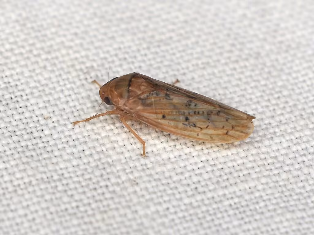 Ponana rubida, photo 3 of 5