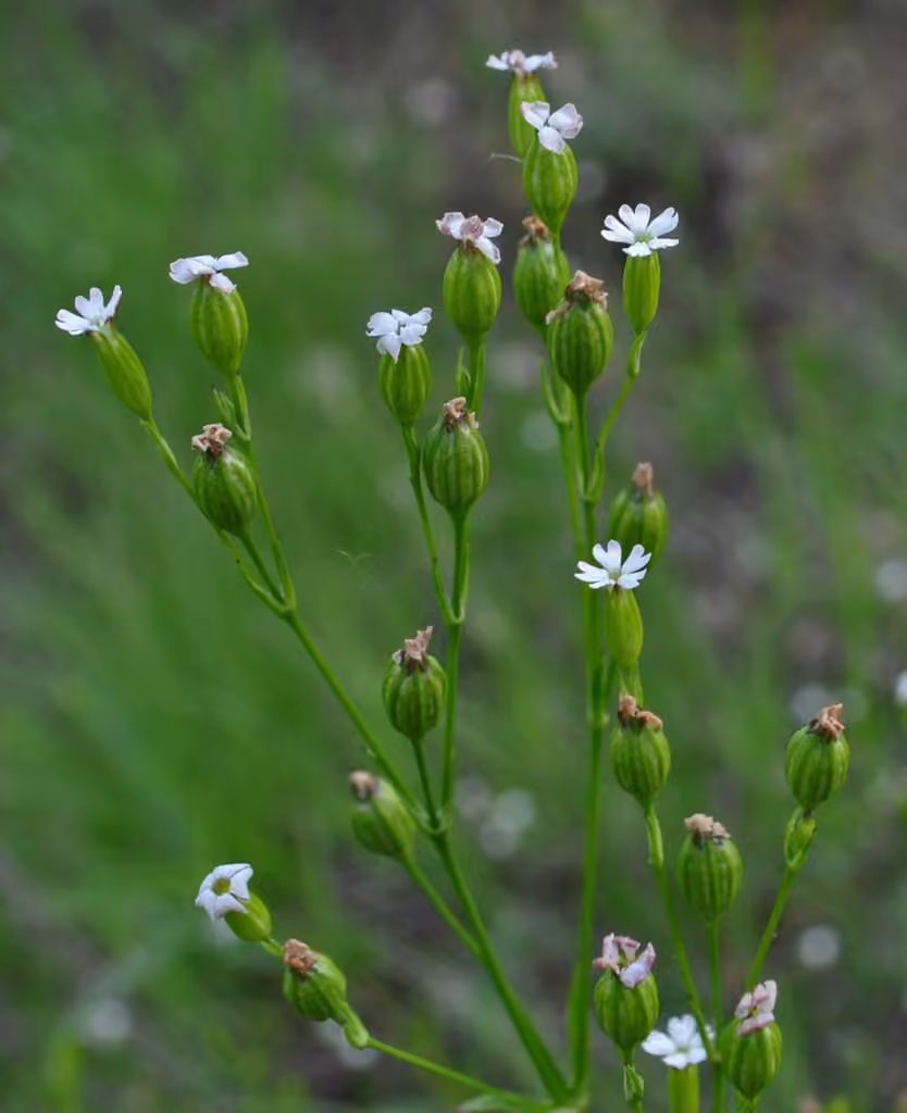 Silène muflier, En fleurs