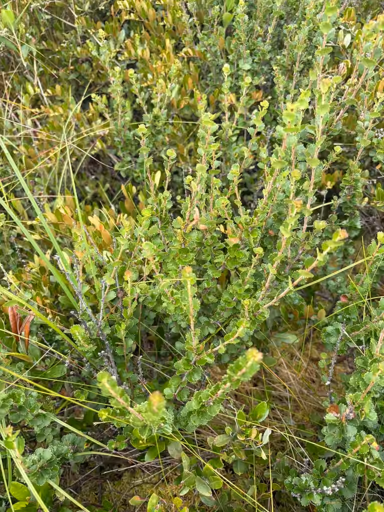 Bouleau de Michaux, En fleurs