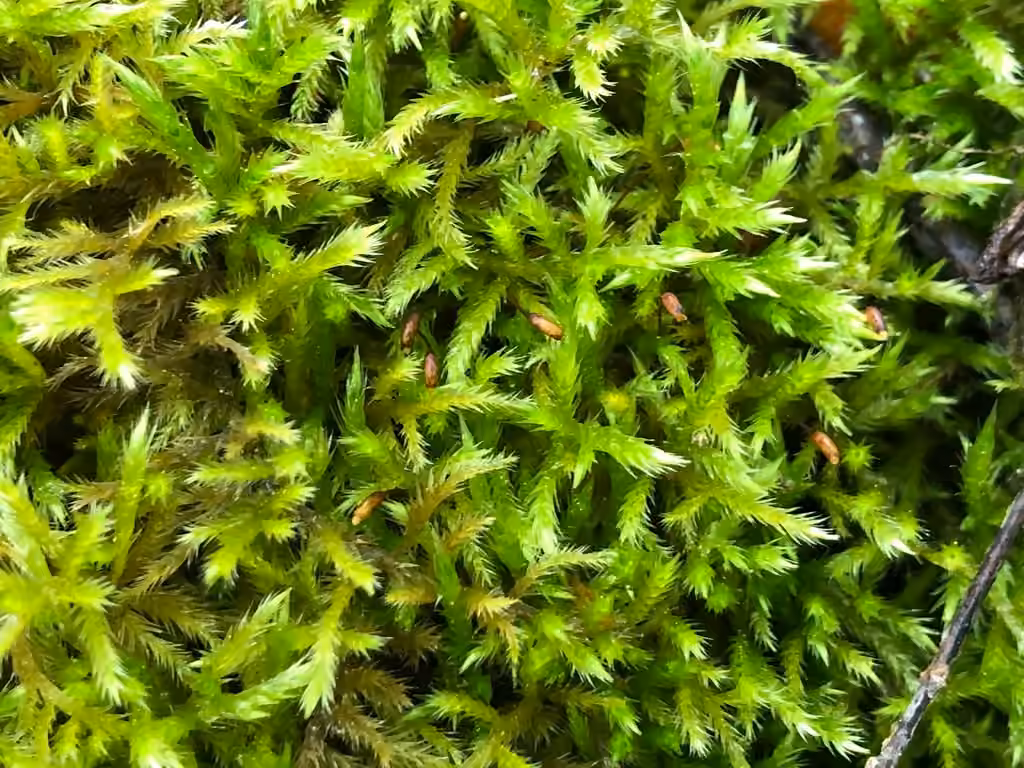 Matted Feather-moss, photo 3 of 5