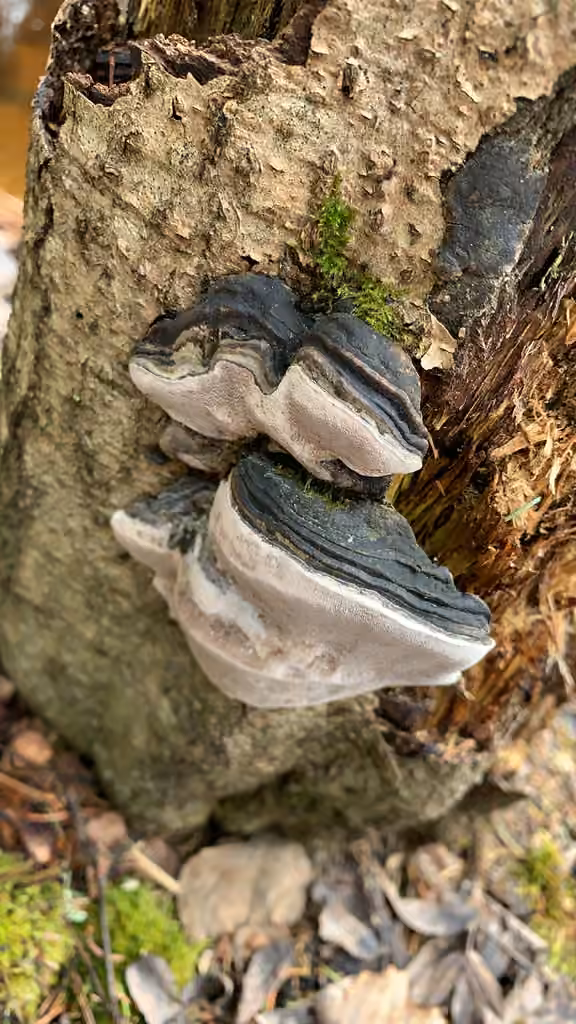 Polypore des aulnes, photo 3 sur 5