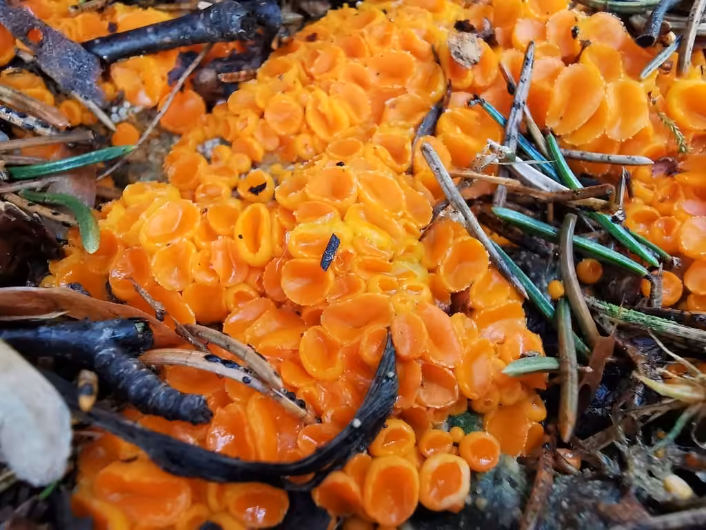 Spindle-shaped spores cup fungus, photo 1 of 5