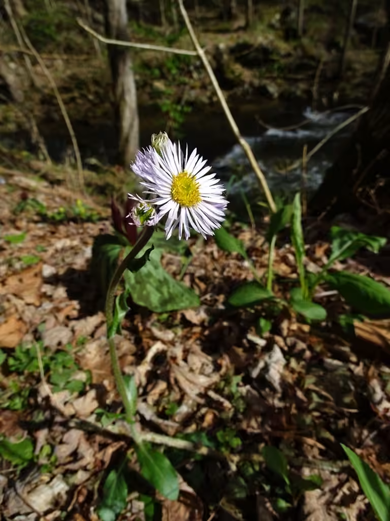 Robin's plantain, Flower buds