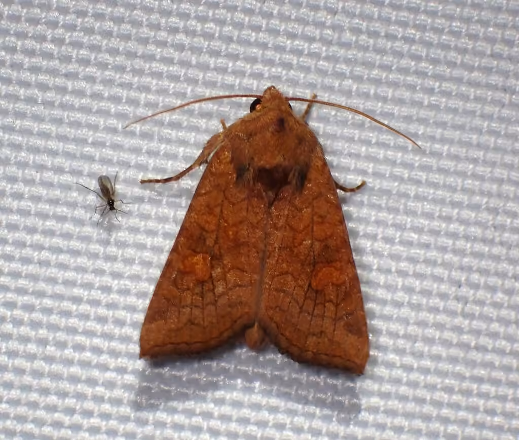 American Ear Moth, Mâle