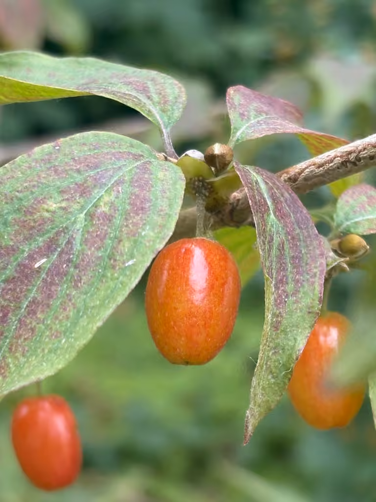 Cornouiller mâle, En fruits