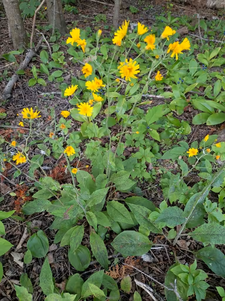 Épervière maculée, En fleurs