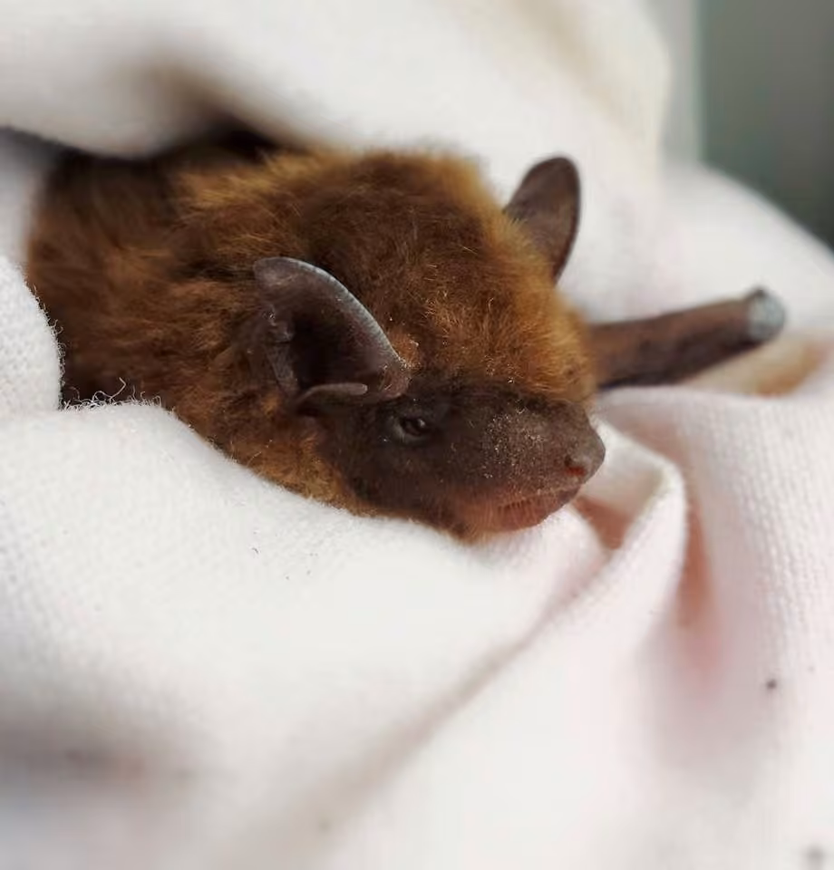 Grande chauve-souris brune, photo 3 sur 5