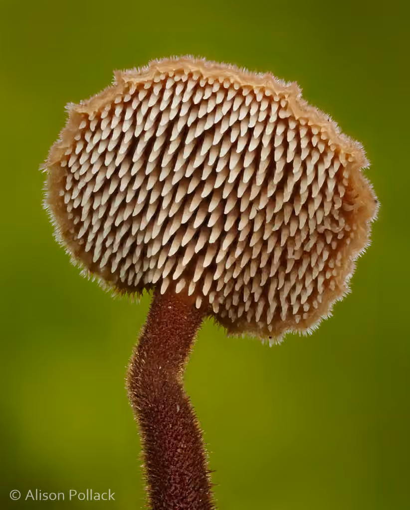 Hydne cure-oreilles, photo 3 sur 5