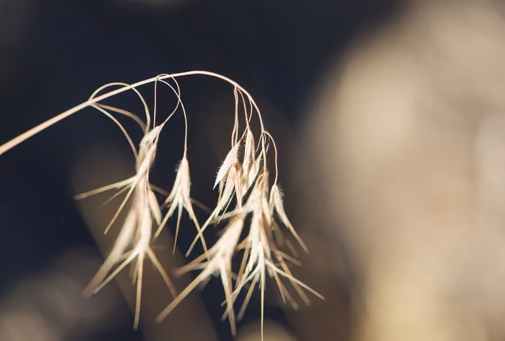 Cheatgrass, In fruit