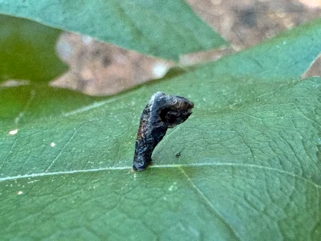American Pistol Casebearer Moth, Pupe