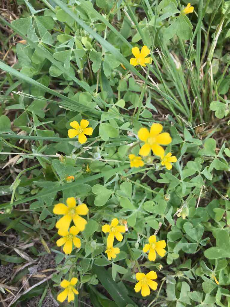 Dillen's oxalis, photo 3 of 5