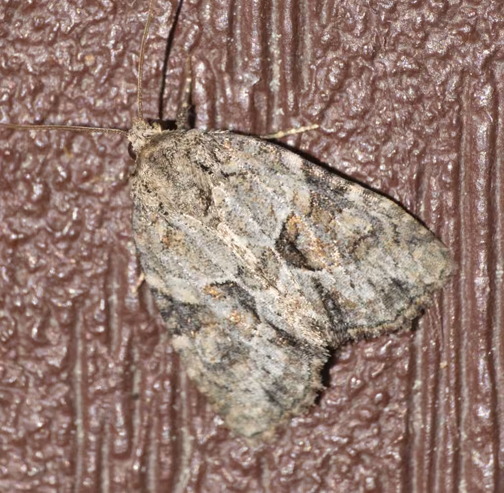 Exhausted Brocade, Adulte