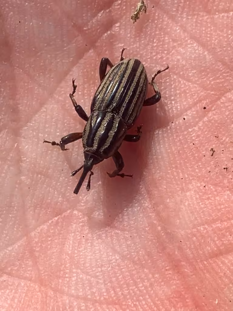 Sedge Billbug Weevil, photo 2 of 5