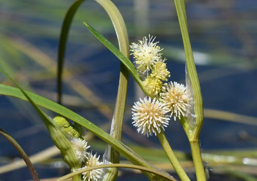 Rubanier à feuilles étroites, En fleurs