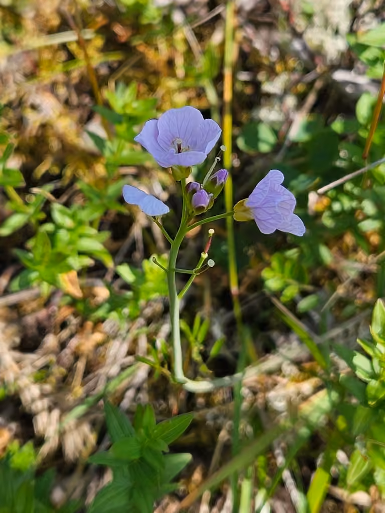 Cardamine à feuilles étroites, En fruits