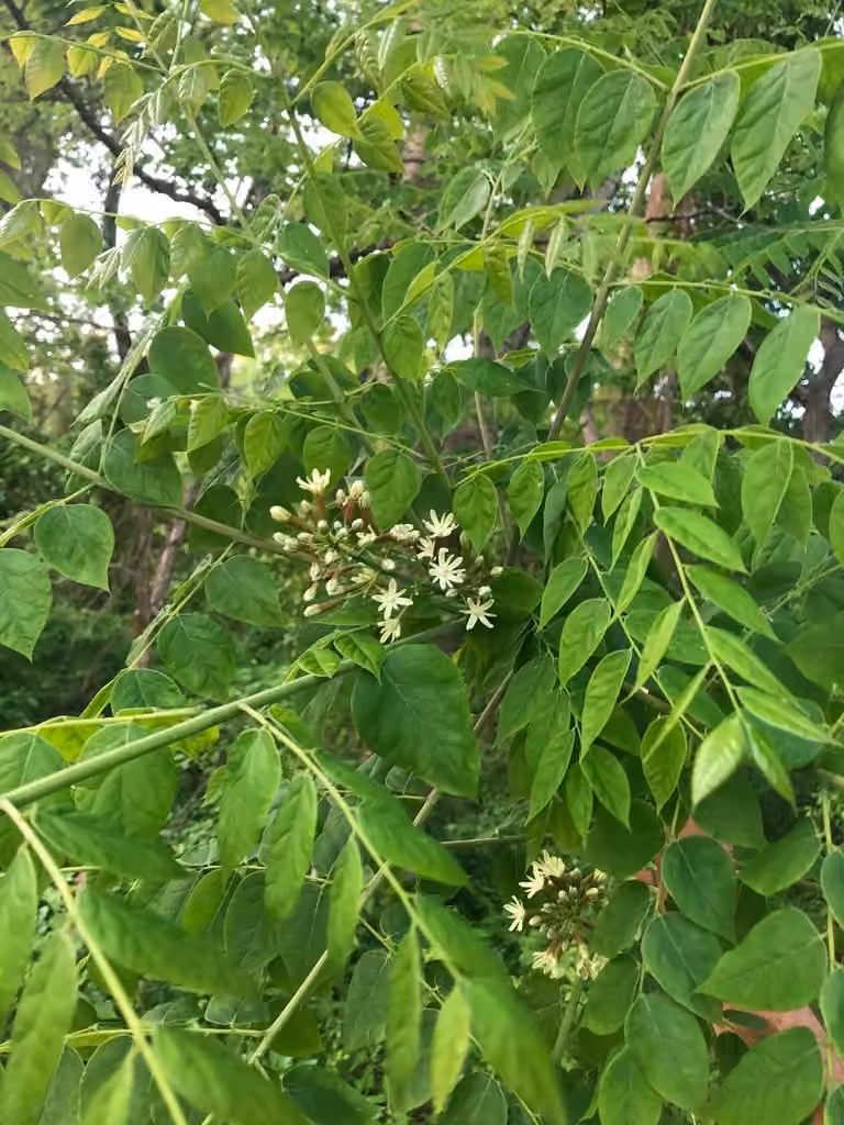 Kentucky coffeetree, In flower
