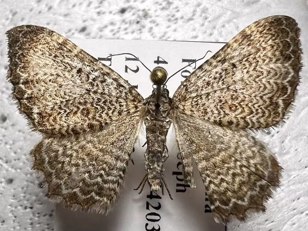 scallop shell moth, Female