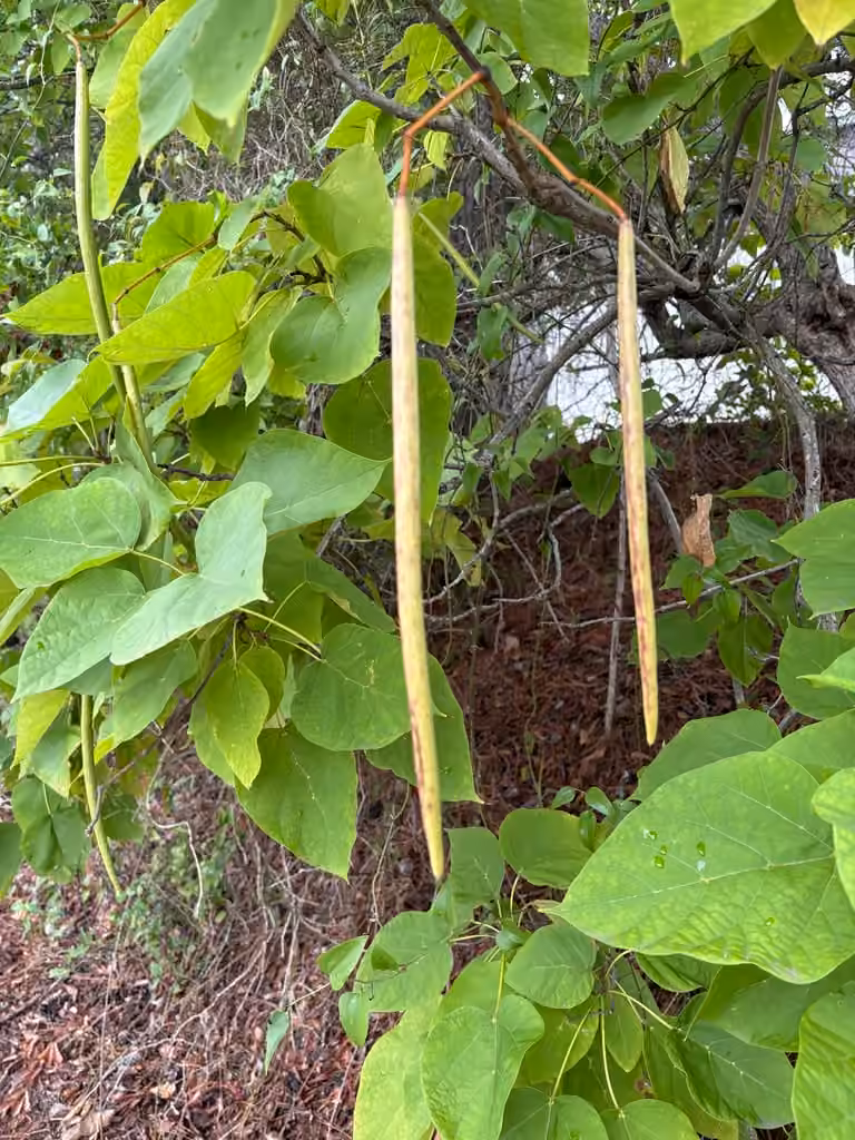 Catalpa commun, En fruits