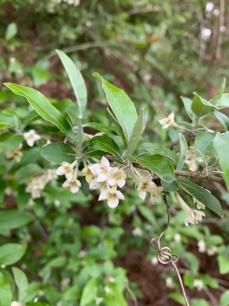 Autumn olive, In flower