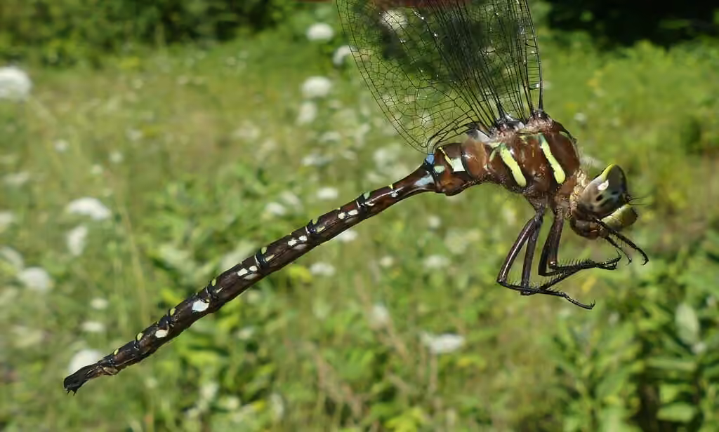Shadow Darner, Male