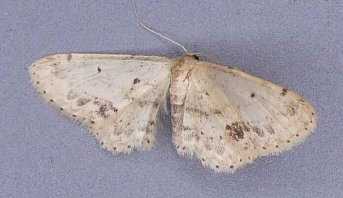 Acidalie écussonnée, Mâle
