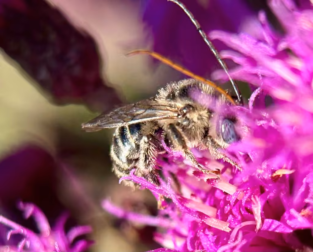Abeille denticulée, Mâle