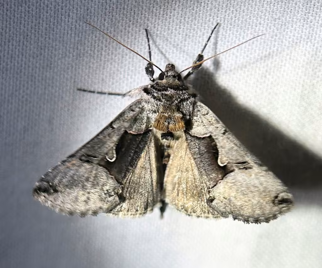 Large Looper Moth, photo 3 sur 5